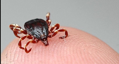 Yozgat'ta bir kişi kene nedeniyle hayatını kaybetti