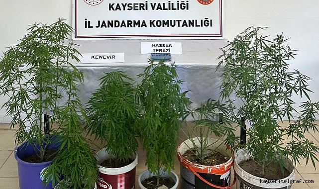 Evinde kenevir yetiştiren zanlı gözaltına alındı