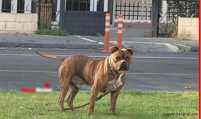 Polis, başıboş gezen pitbullu barınağa gönderdi