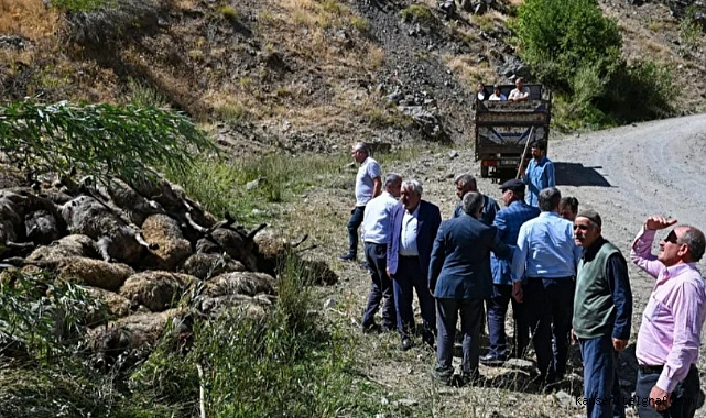 Van'da uçurumdan atlayan koyunu takip eden 334 koyun telef oldu