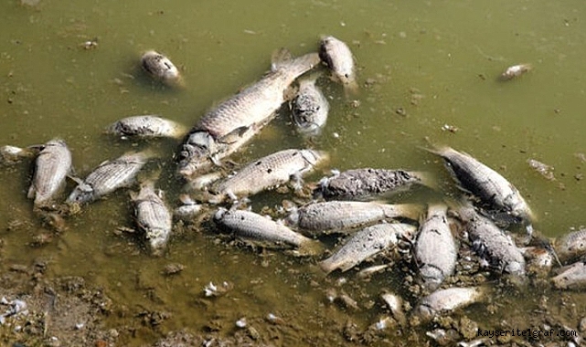Tozlu Göleti'nde balık ölümleri görüldü