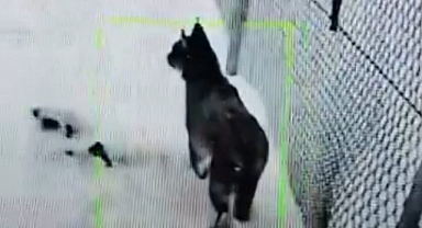 Pınarbaşı’nda mahsur kalan vaşak kurtarıldı