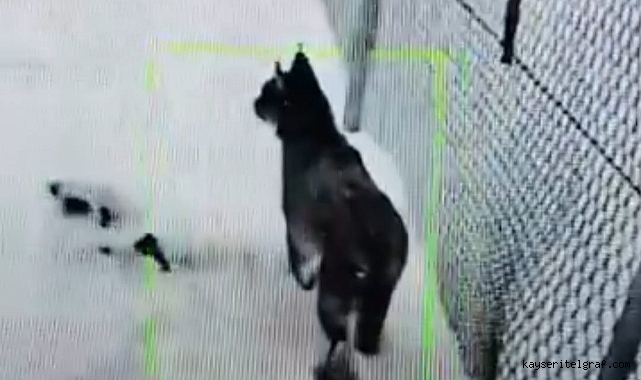 Pınarbaşı’nda mahsur kalan vaşak kurtarıldı