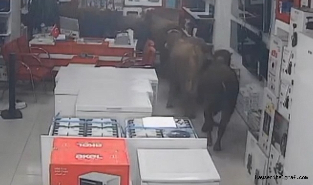 Batman'da başıboş inekler mağazayı gezdi