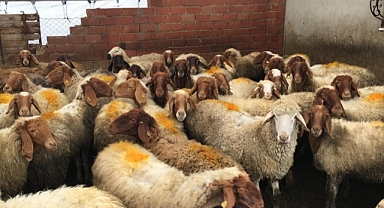 Kayseri küçükbaş hayvancılıkta 14. sırada