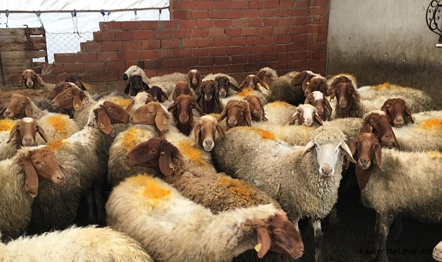 Kayseri küçükbaş hayvancılıkta 14. sırada