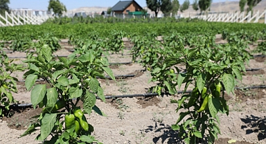 Kocasinan Belediyesi kapya biberi tohumu dağıtacak
