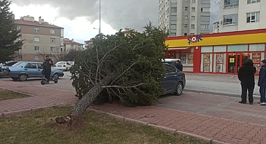 Şiddetli rüzgarın devirdiği ağaç otomobilin üzerine düştü