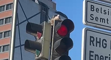 Kayseri’de güvercin, trafik lambasına yuva yaptı