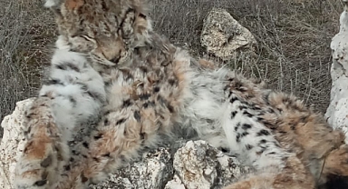 Sarıoğlan'da ölü vaşak bulundu
