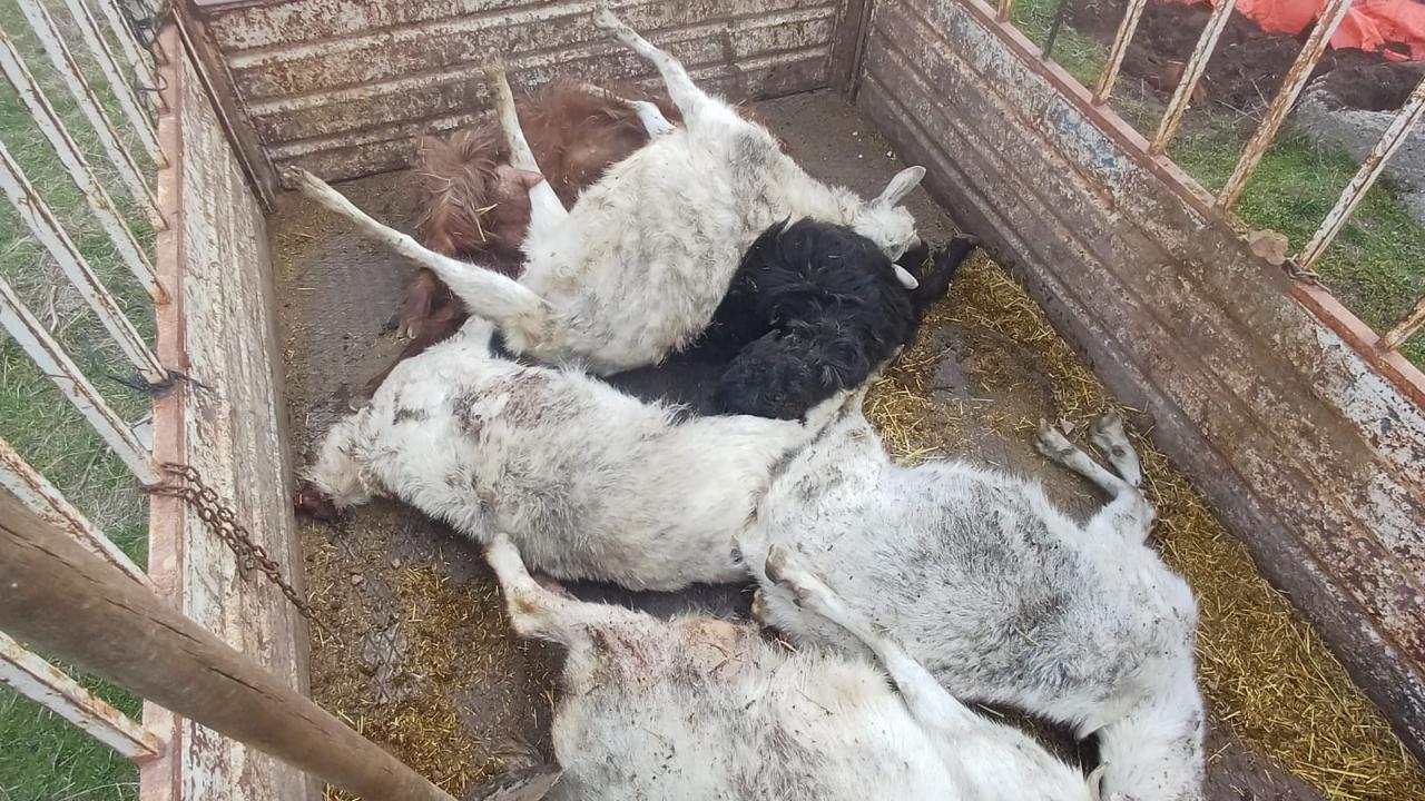 Kayseri'de yabani hayvanların saldırısına uğrayan 6 keçi telef oldu