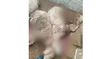 Aynı ağıla ikinci defa saldıran kurt yine hayvanları telef etti