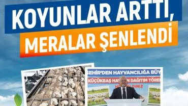 Büyükşehir'den 5 yıl önce dağıtılan 4 bin 300 koyunla 150 binlik artış sağlandı