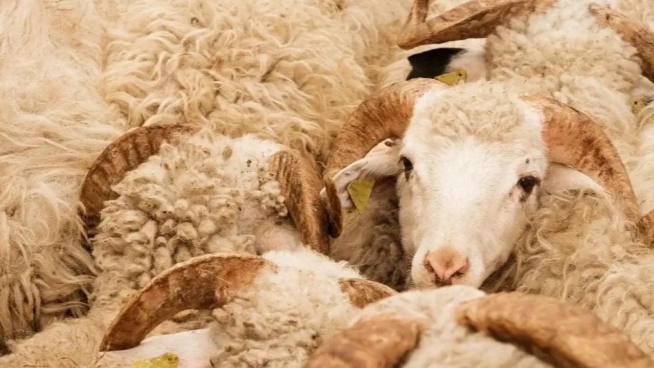 Diyanet, vekaletle kurban kesim ücretlerini duyurdu