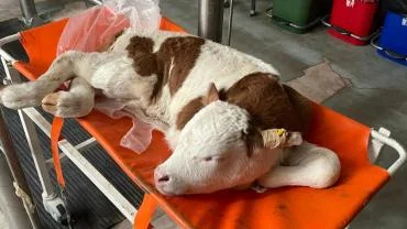 Doğuştan anüsü olmayan 4 günlük buzağı, sağlığına kavuştu