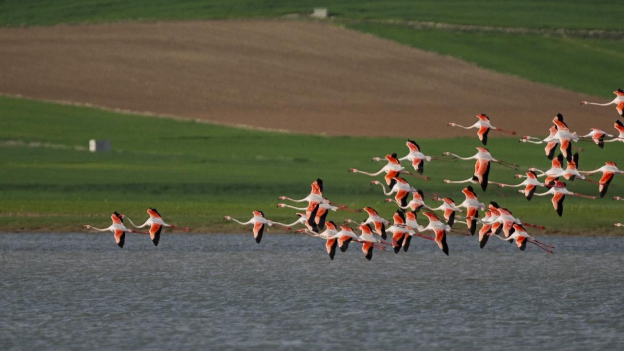 Flamingolar yıllar sonra Tuzla Palas Gölü’ne geldi
