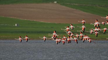 Flamingolar yıllar sonra Tuzla Palas Gölü’ne geldi