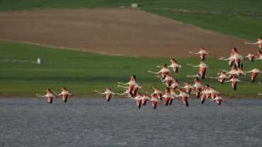 Flamingolar yıllar sonra Tuzla Palas Gölü’ne geldi