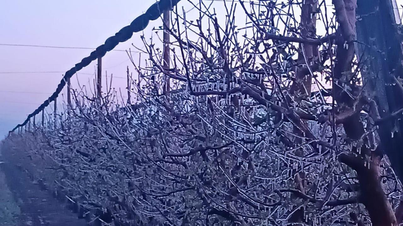 Kayseri'de üreticiler zirai dona karşı sprinkler sistemiyle önlem aldı