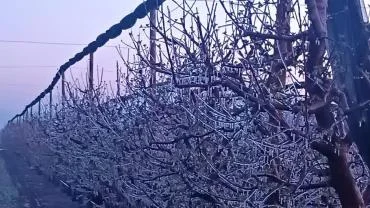 Kayseri'de üreticiler zirai dona karşı sprinkler sistemiyle önlem aldı