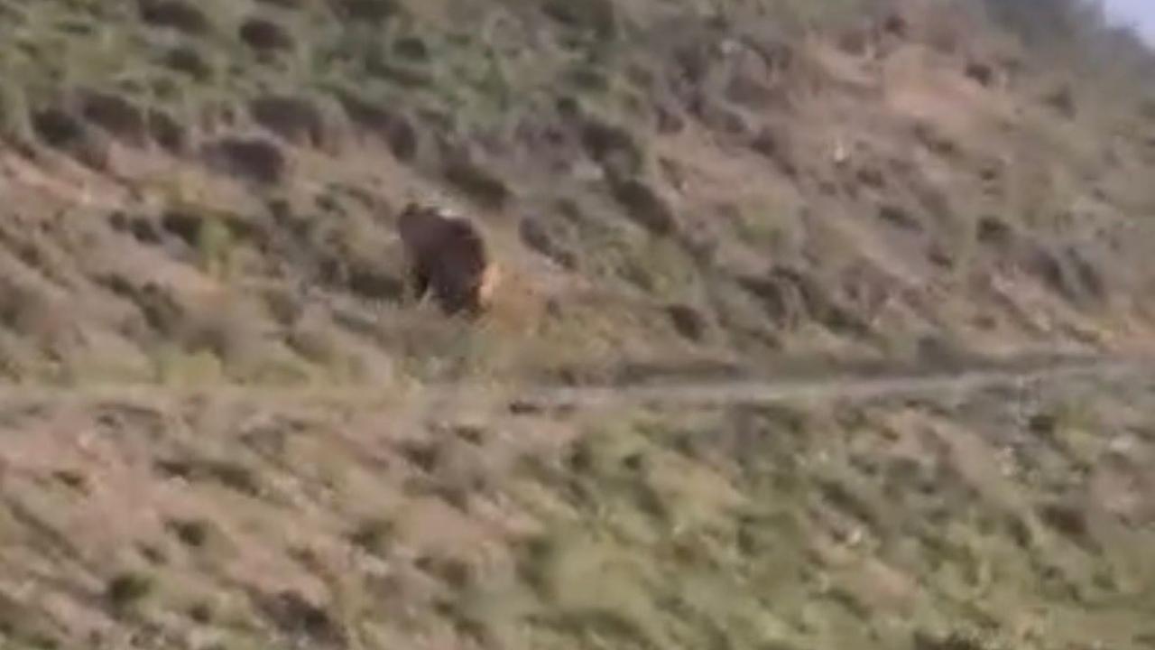 Kayseri kırsalında ayı görüldü