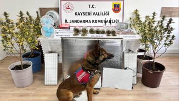 Kayseri'de ikametinde uyuşturucu yetiştiren zanlı yakalandı
