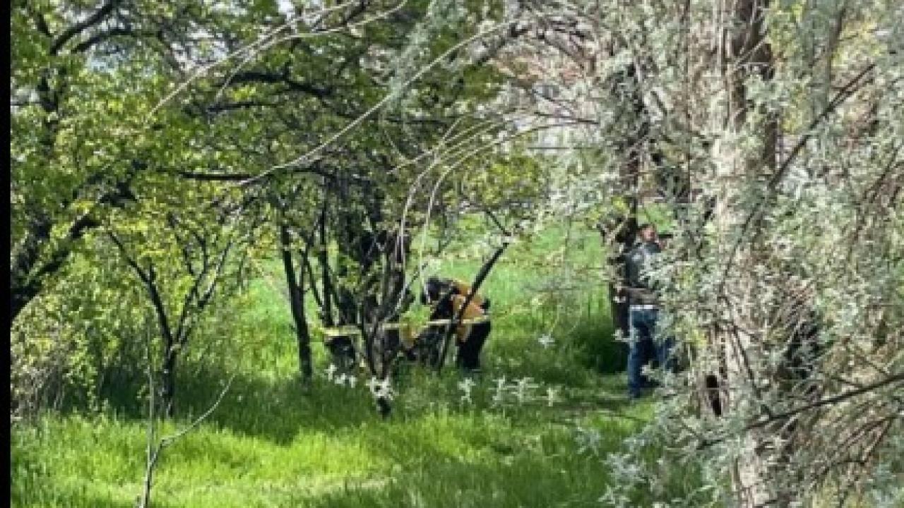 Yenişehir'de bir kişi ağaca asılı hâlde ölü bulundu